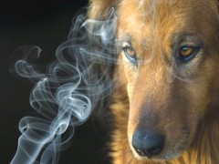 Cães e fumaça do cigarro: Uma relação perigosa