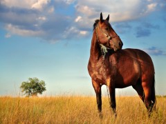 Cólica equina