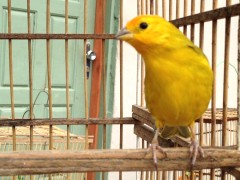 Criação de pássaros em cativeiro Criação de pássaros em cativeiro