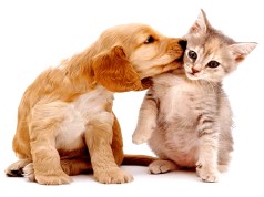 dicas-para-a-convivencia-entre-caes-e-gatos.jpg dicas-para-a-convivencia-entre-caes-e-gatos.jpg
