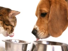 Intoxicação dos pets por alimentos inadequados
