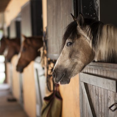 Tipos e tamanhos de Baia para cavalos