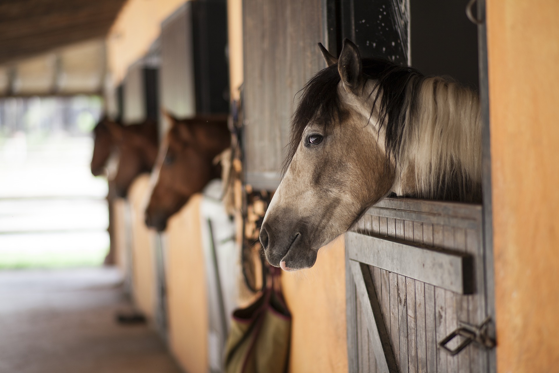 Um cavalo pulando uma cerca em um prado