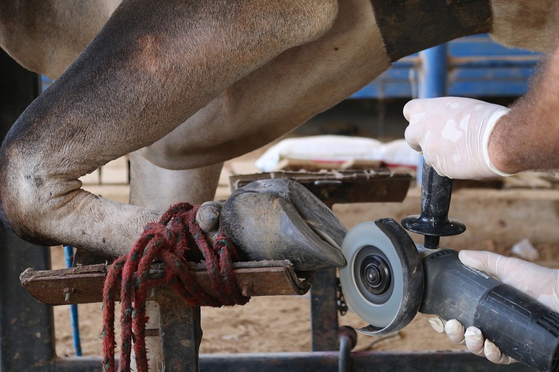 Preventive castration in cattle