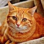doenças oculares em gatos