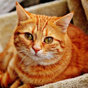 doenças oculares em gatos