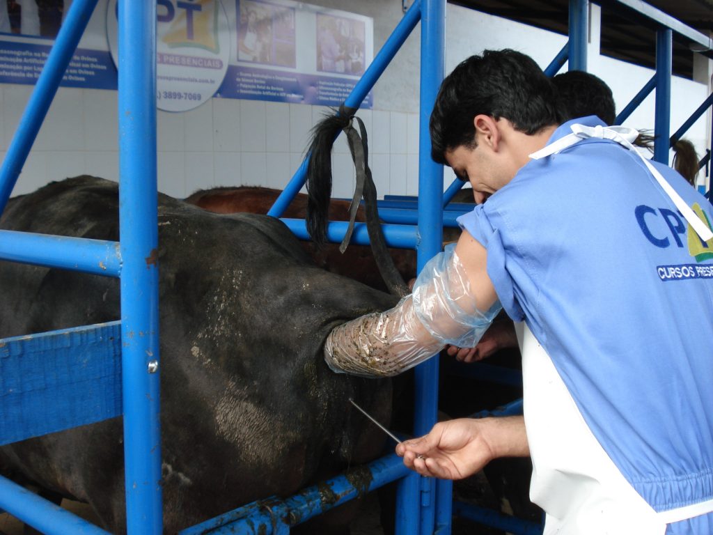 Inseminação Artificial em Bovinos