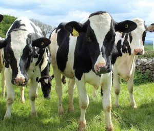 Principais doenças do gado leiteiro [você não pode ignorar a número #8]