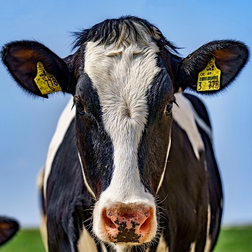 Principais doenças do gado leiteiro [você não pode ignorar a número #8]
