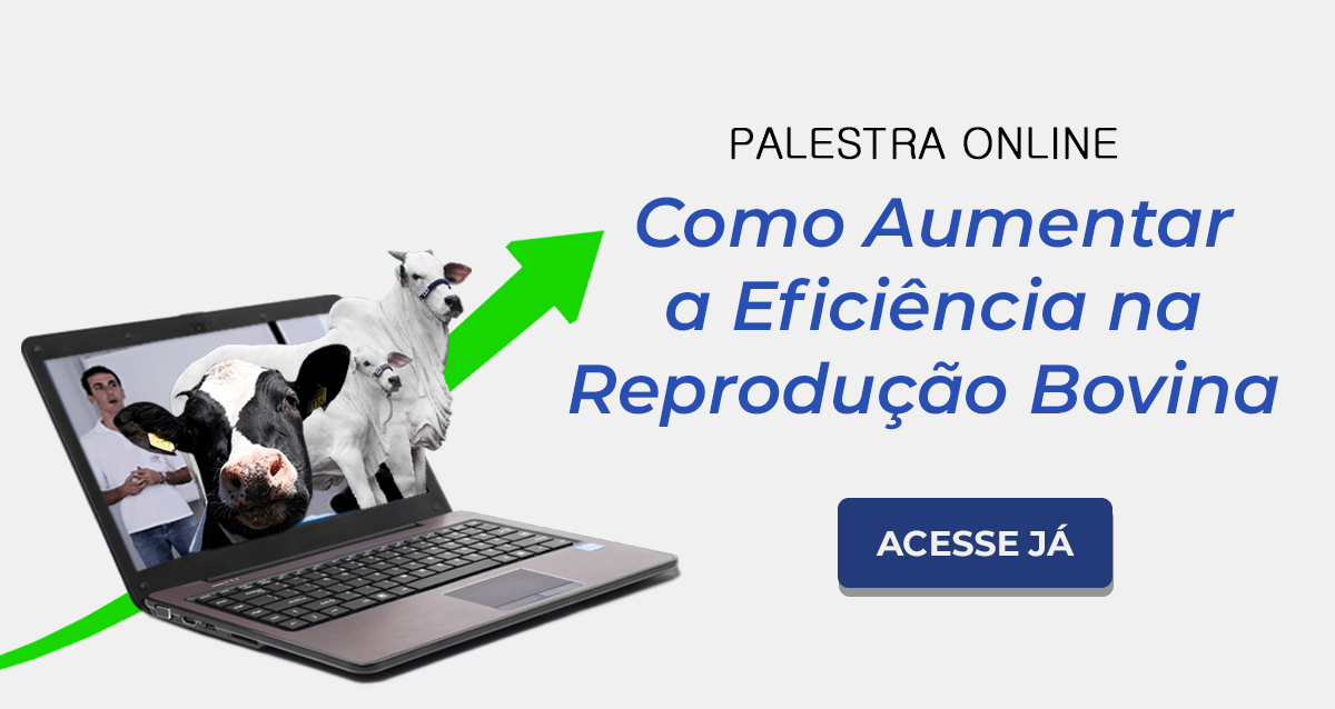 Como Aumentar a Eficiência na Reprodução Bovina