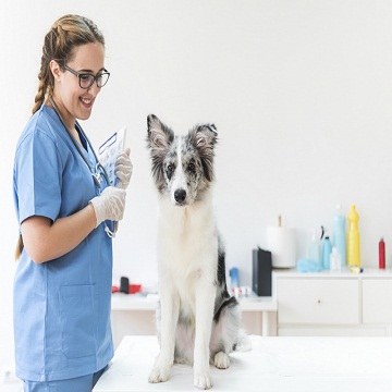 Os diversos campos de atuação do médico veterinário