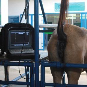 Gestação equina