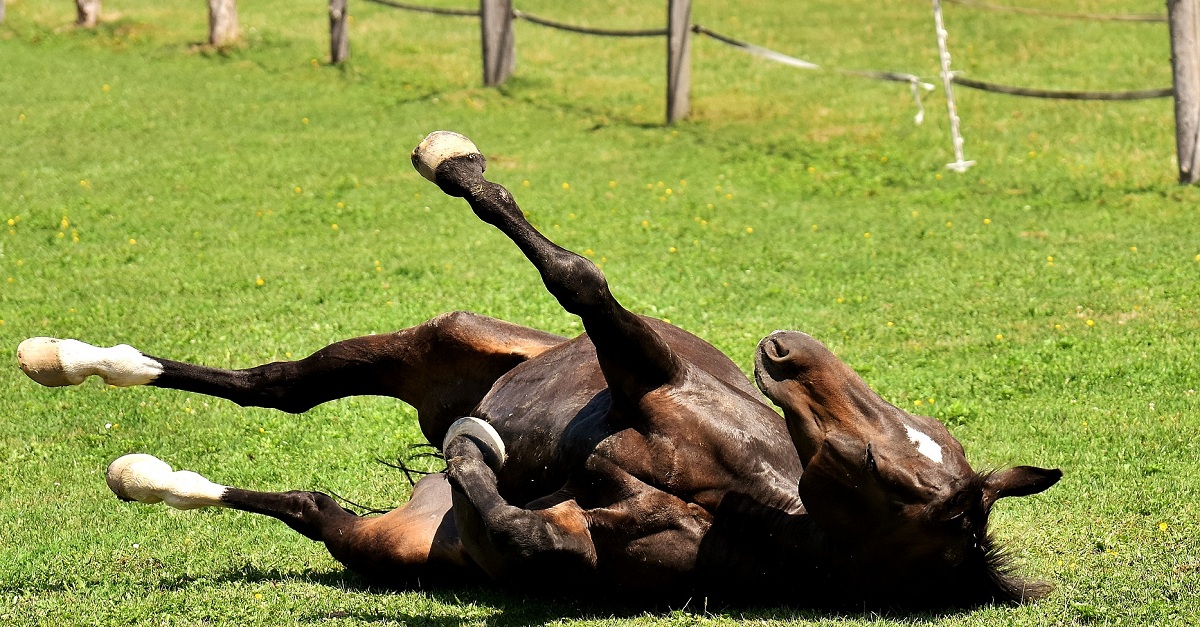 Cólica equina: conheça os tipos mais comuns e diagnóstico