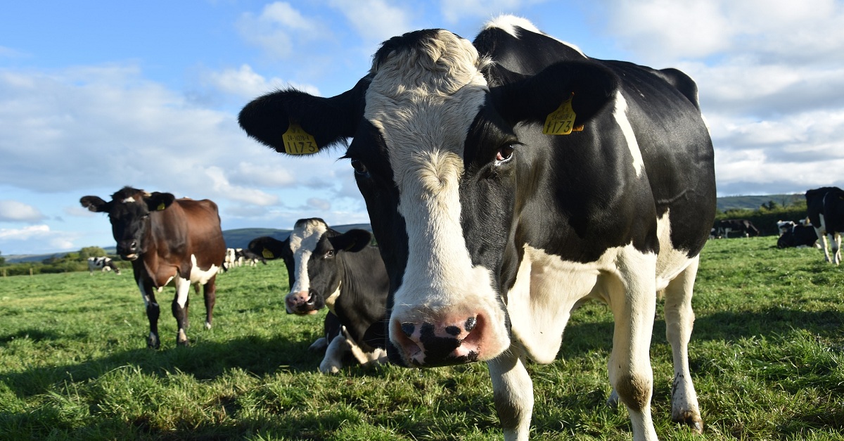 Doença da vaca louca: 5 dicas para preveni-la em seu rebanho