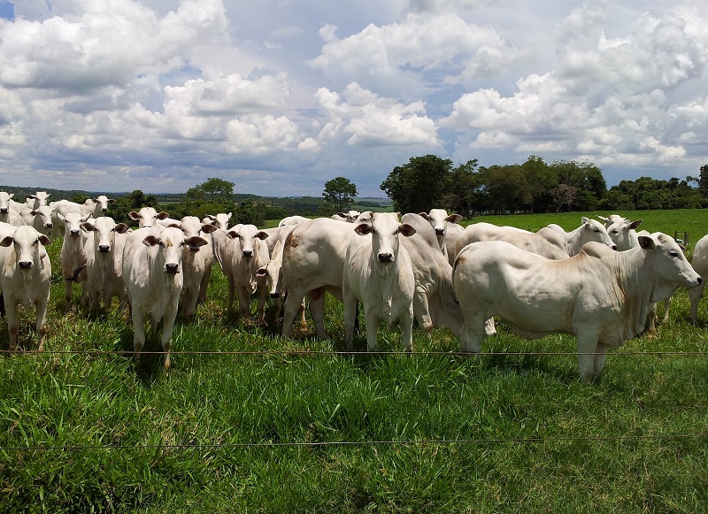 Inseminação Artificial em Bovinos