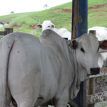 exame andrológico bovino