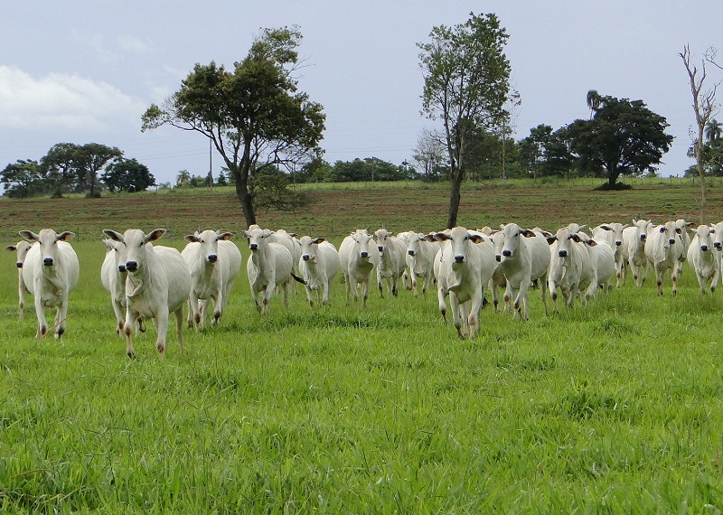 Inseminação Artificial em Bovinos