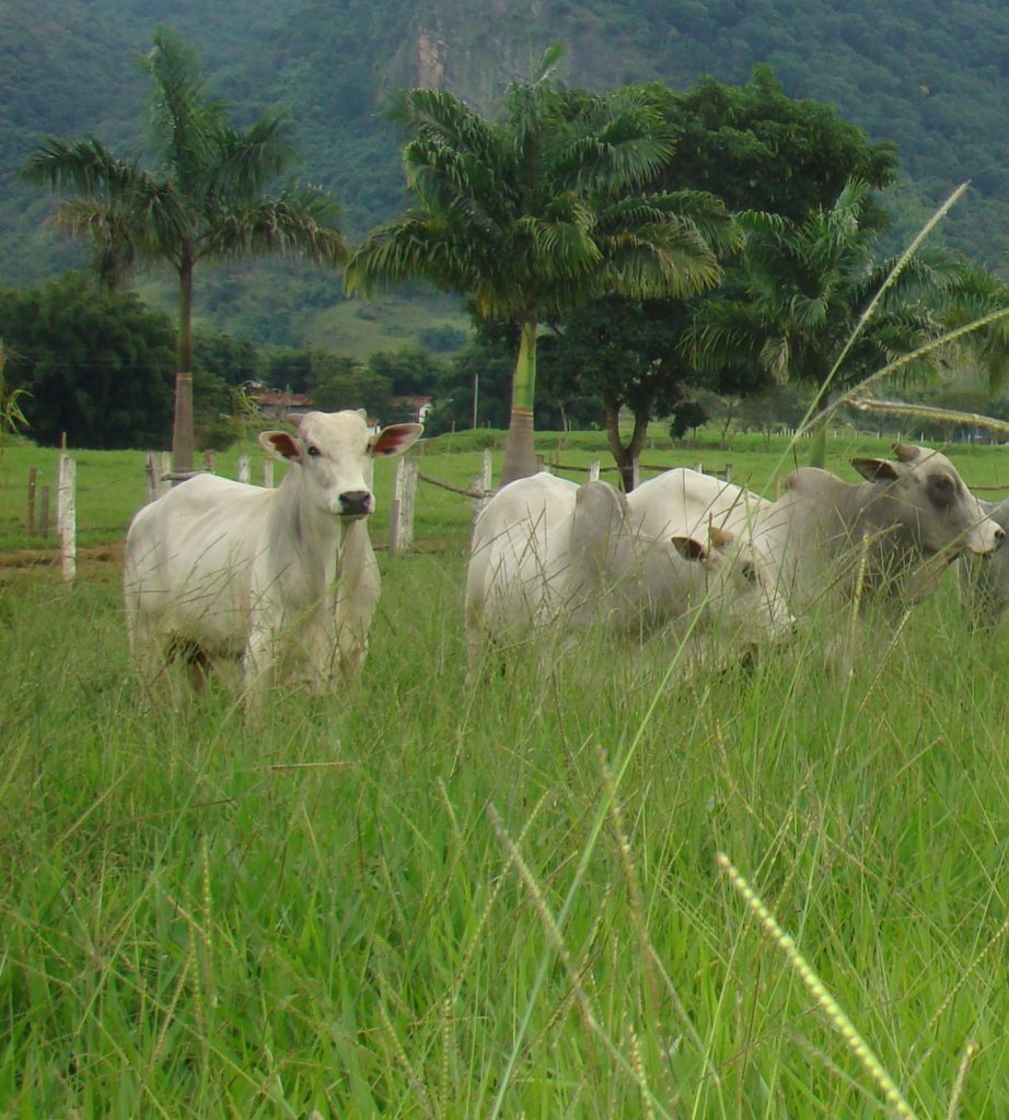 gado de corte