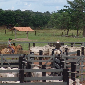 Curral para gado