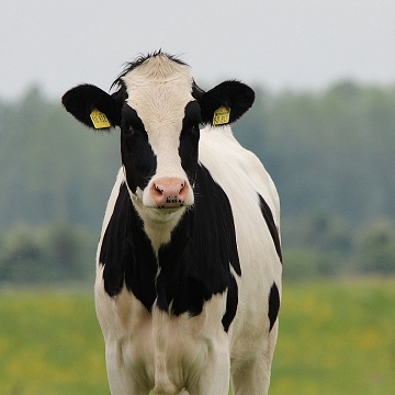 Prolapso uterino em vacas