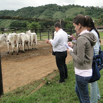 Administração de gado de corte