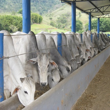 alimentação para gado de corte