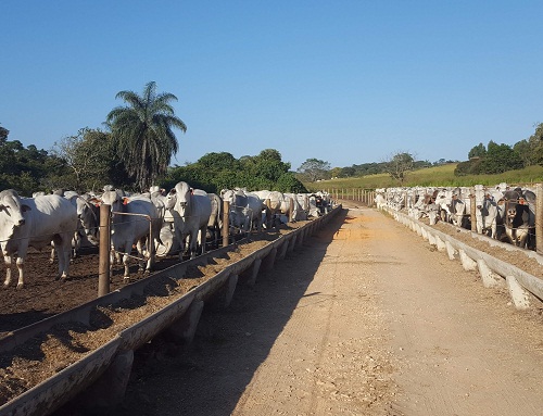 Estrutura de confinamento para gado de corte 