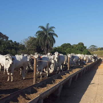 estrutura de confinamento gado de corte