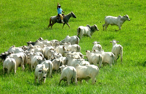 Bovinos Pastagens gado de corte e leite cursos online