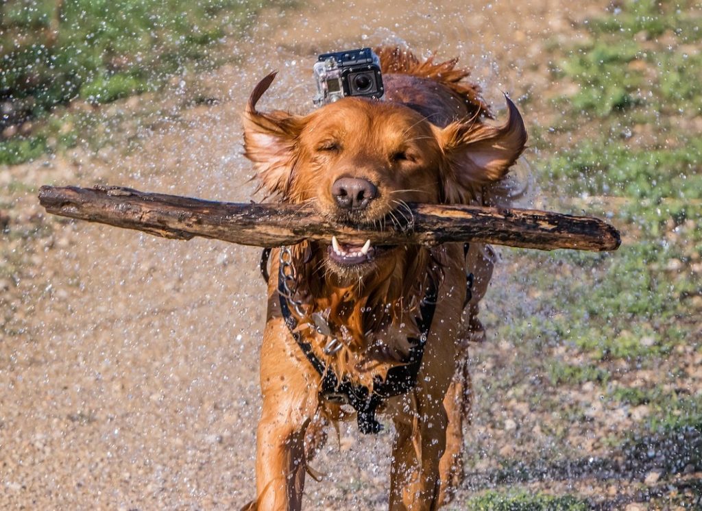 Cirurgias ortopédicas em cães