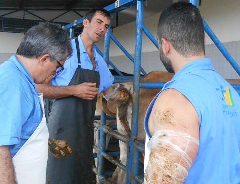 Dicas reprodução bovina