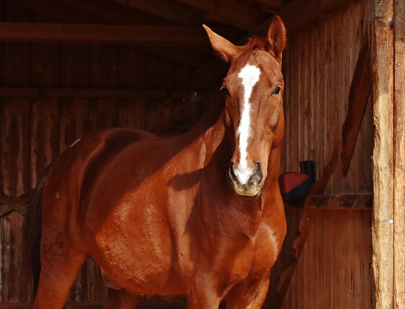 video do cara matando cavalo com faca