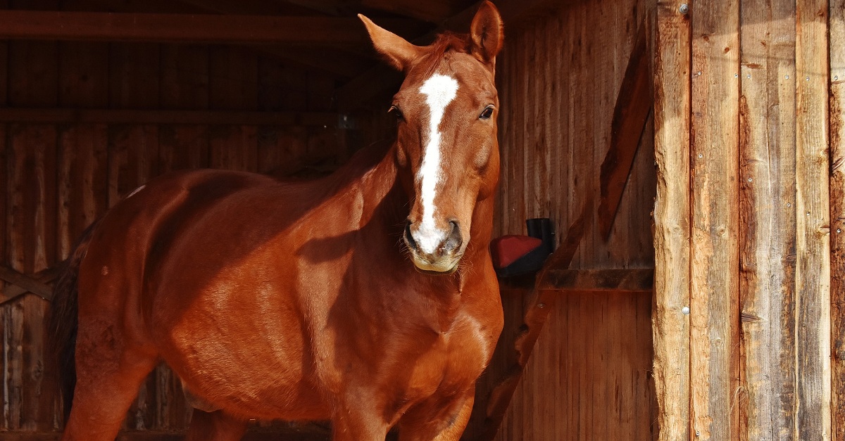 Um, cavalo, pular, ligado, cerca madeira