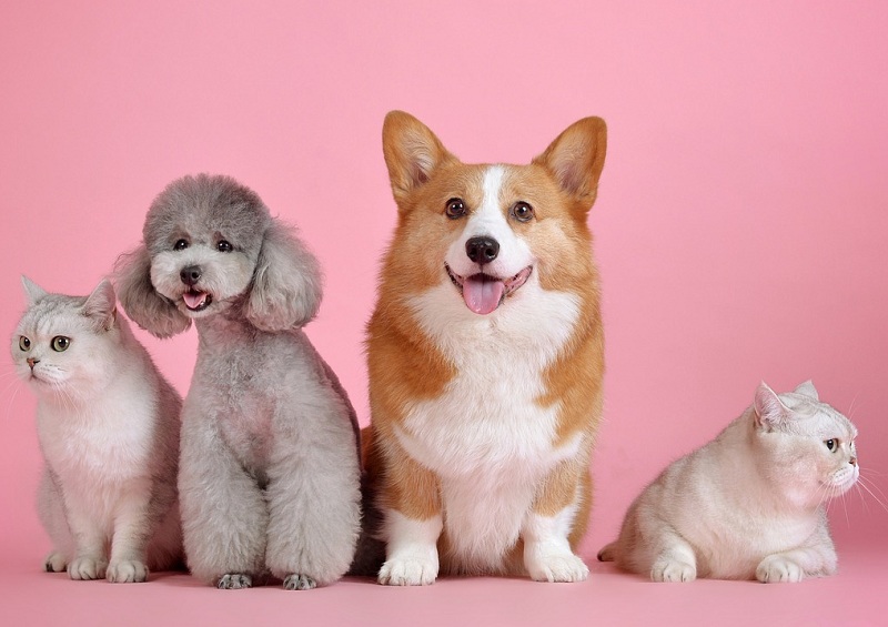 Anestesia em pequenos animais