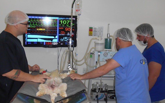 Anestesia em pequenos animais