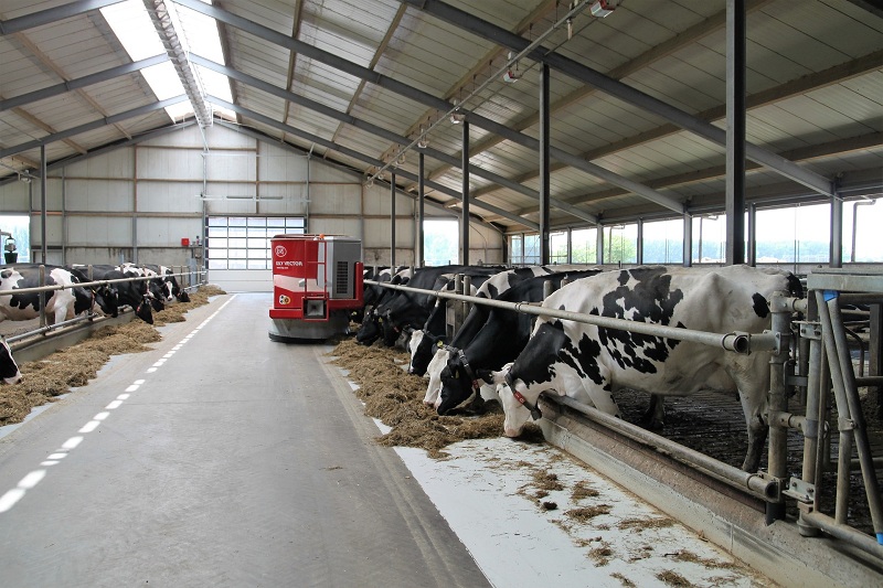 Cetose em vacas leiteiras