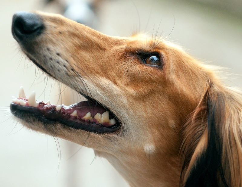 Doenças bucais em cães