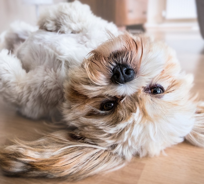 Ascite em cães: Saiba mais sobre essa doença que atinge o sistema urinário do pet