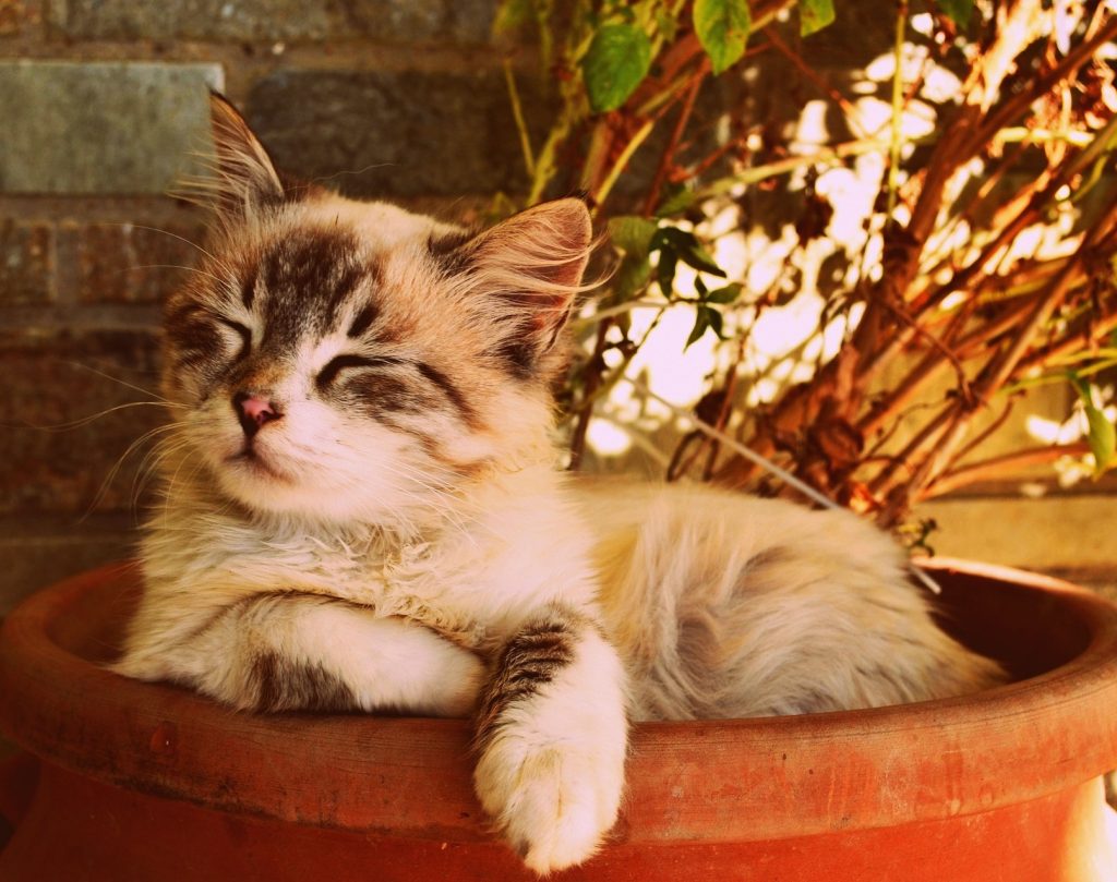 Check up veterinário