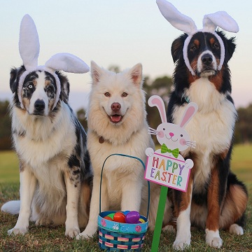 Chocolate e Pets Combinação que pode ser letal