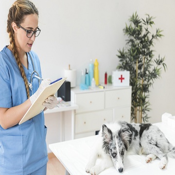 Como ser o médico veterinário mais desejado do mercado 5 passos que a faculdade não te ensina