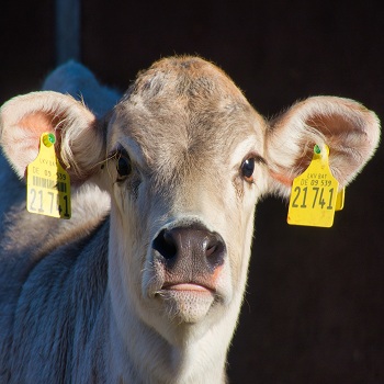 Coccidiose Bovina