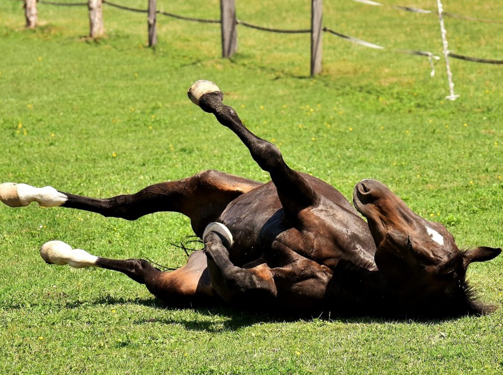 O que você vê? O cavalo anda para frente ou vai para trás? . . . . . . . .  A maioria das pessoas vê ele andando para trás, entretanto, a