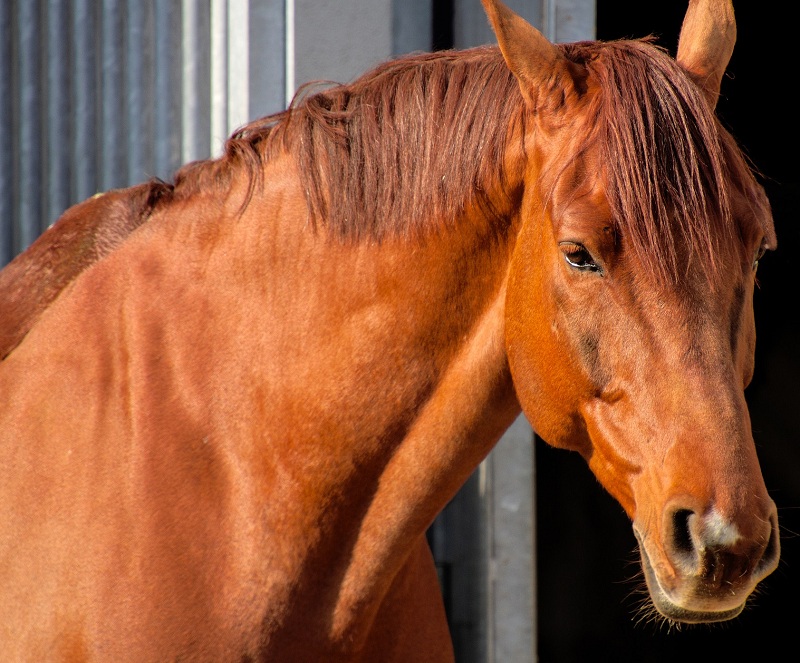 influenza equina