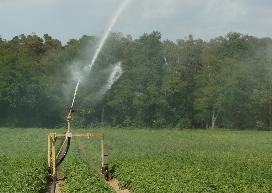Manejo de irrigação