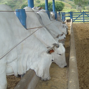 Manejo nutricional de gado de corte 5 Dicas para obter eficiência na sua produção