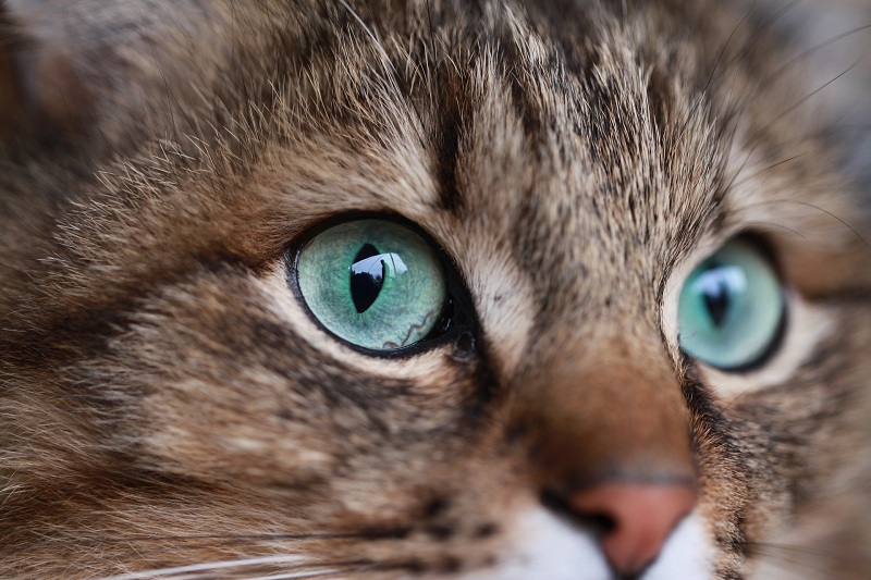 oftalmologia em pequenos animais
