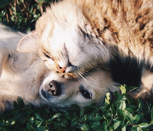 Anestesia em pequenos animais