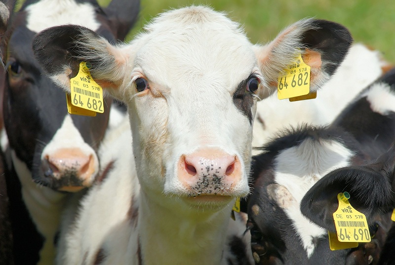 tristeza parasitária bovina