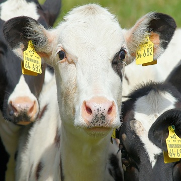 tristeza parasitária bovina